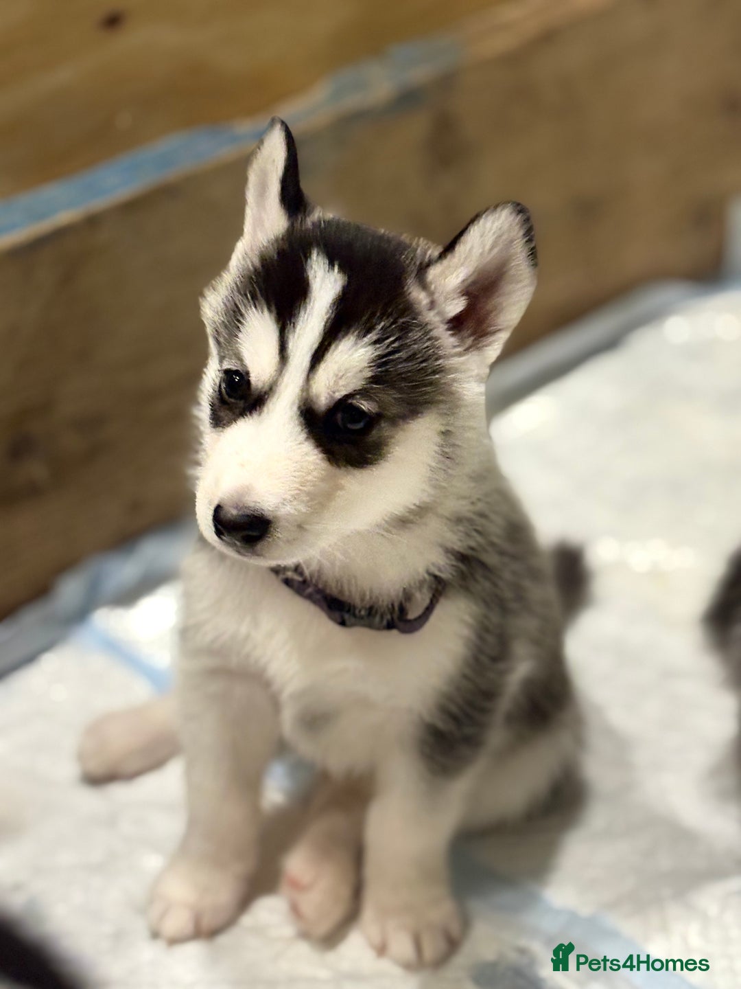 Siberian Husky dogs for sale: Siberian huskies 4 girls and 1 boy - Advert 8