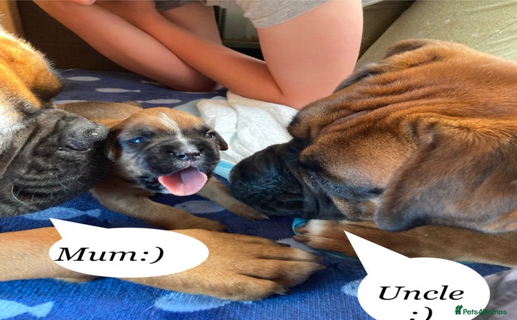 Boxer dogs - Advert 5