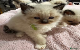 Ragdoll cats for sale: Purebred Ragdoll Kittens (TICA REG PARENTS) - Image 23