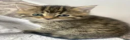 Mixed Breed cats for sale: Beautiful kittens ready end june  - Advert 4