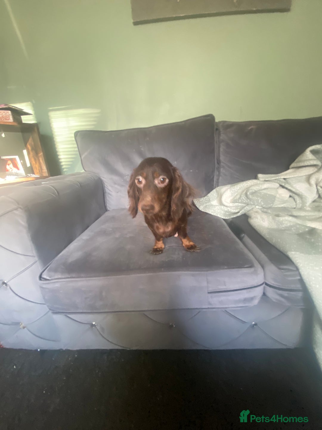 Miniature Dachshund dogs for sale: Pure mini chocolate/tan 6wk old dachshund boys  - Image 11