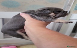French Bulldog dogs for sale: Frenchie Pups - Image 3