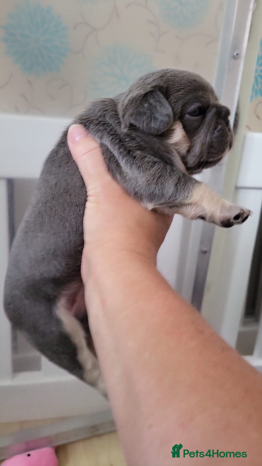 French Bulldog dogs for sale: Frenchie Pups - Image 3