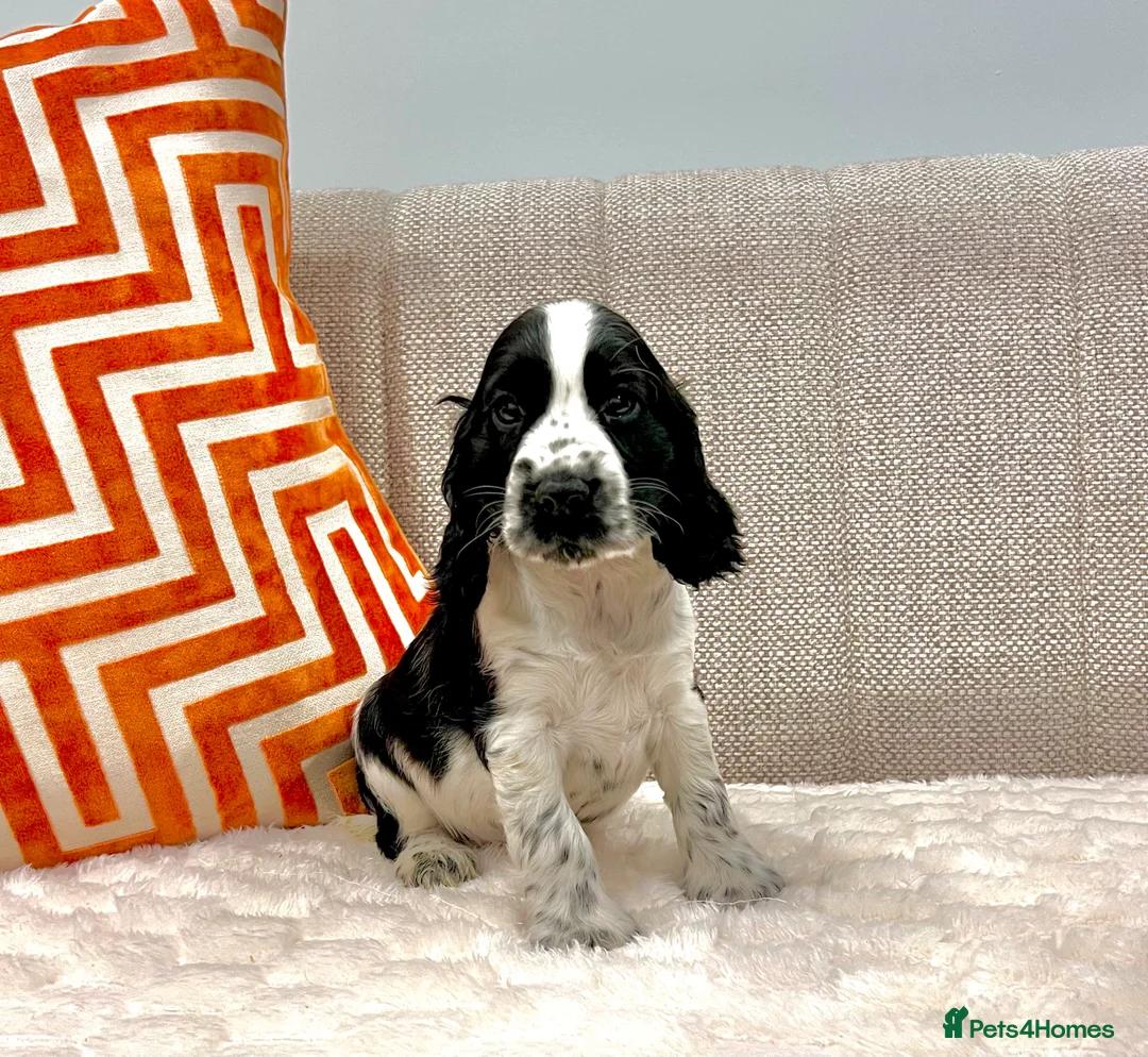 Cocker Spaniel dogs for sale: Show Type Cocker Spaniel Puppies  - Advert 2