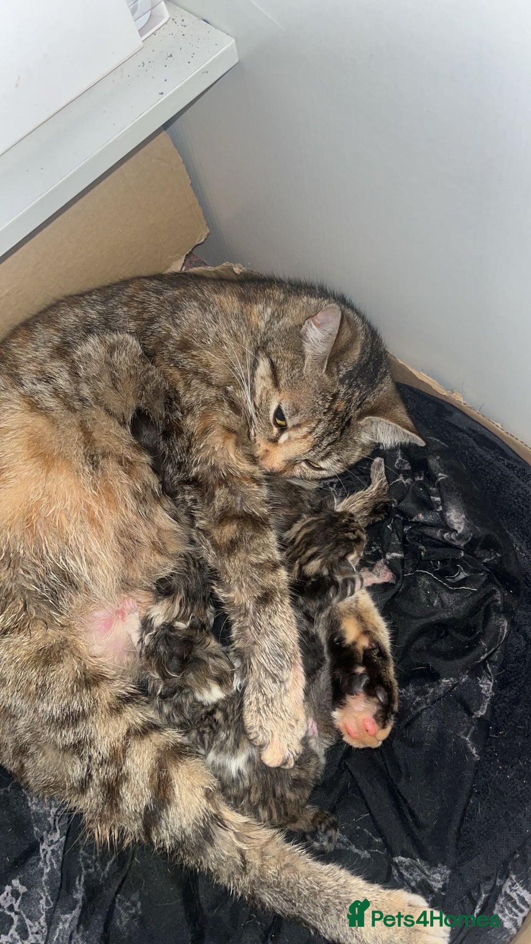 Mixed Breed cats for sale: 1 mixed breed Tabby and Maincoon kitten - Image 3