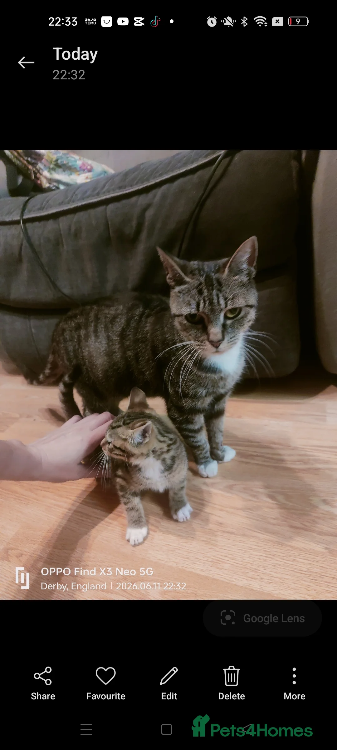 Mixed Breed cats for sale: Available two kittens  - Advert 2