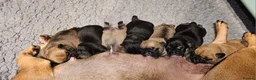 Frug dogs for sale: FRUG puppies looking for loving, forever homes now - Advert 3