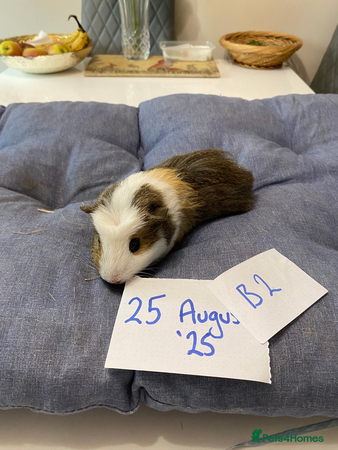 Guinea Pig rodents for sale: Beautiful baby Guinea pigs - Image 9