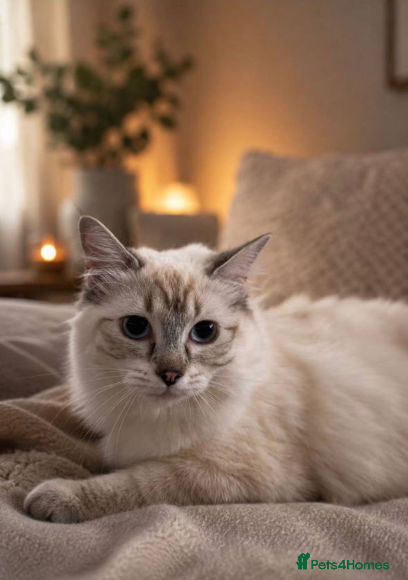 British Shorthair cats Gorgeous white British shorthair kittens 🐾 - Advert 1