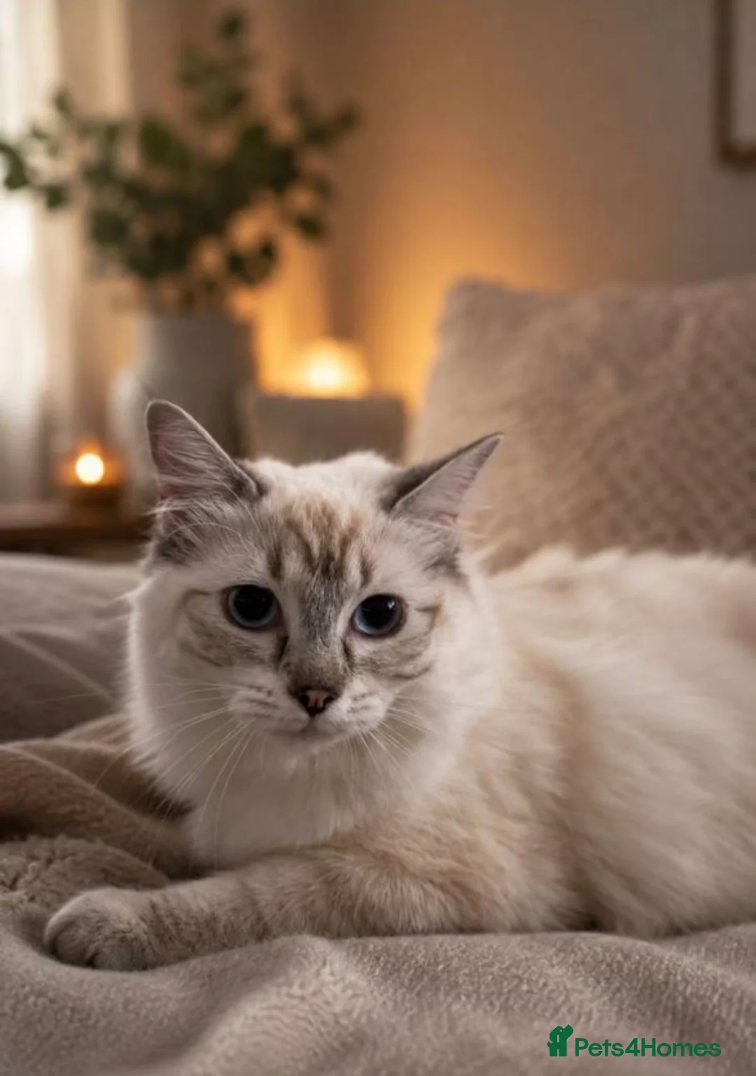 British Shorthair cats for sale: Gorgeous white British shorthair kittens 🐾 - Advert 1