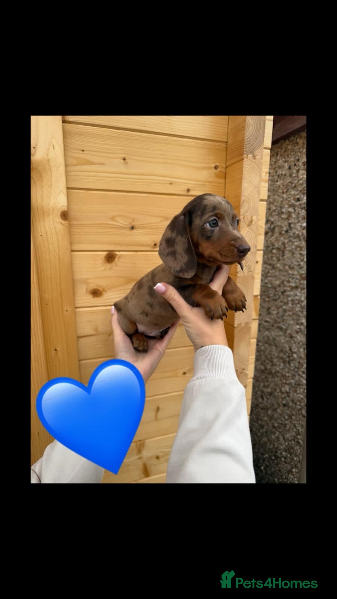 Miniature Dachshund dogs for sale: Miniature Dachshund Puppies - Image 4