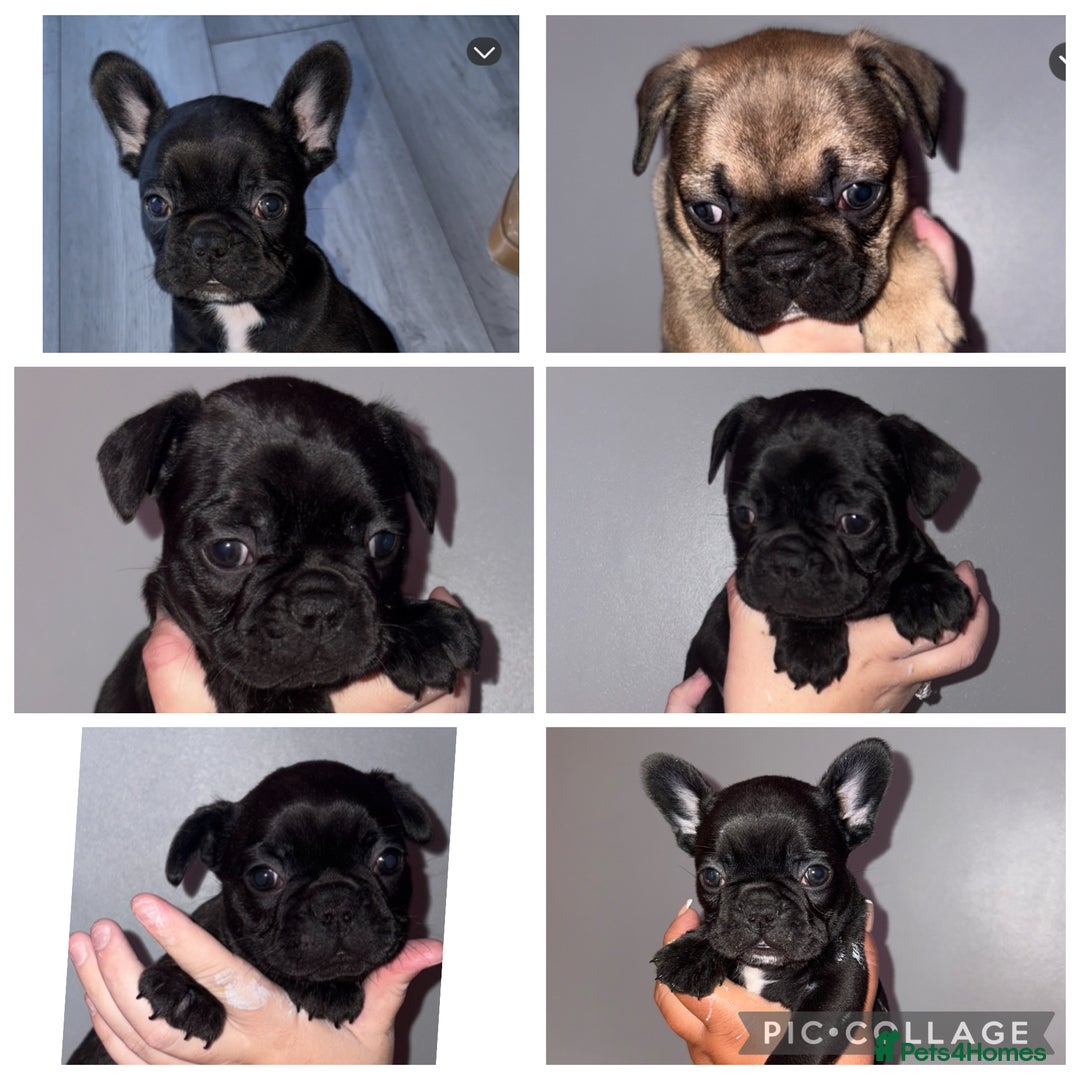 French Bulldog dogs for sale: 5 beautiful French bulldog puppy’s💕💕💙💙💙 - Image 8