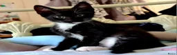 Mixed Breed cats for sale: Kittens  - Advert 2