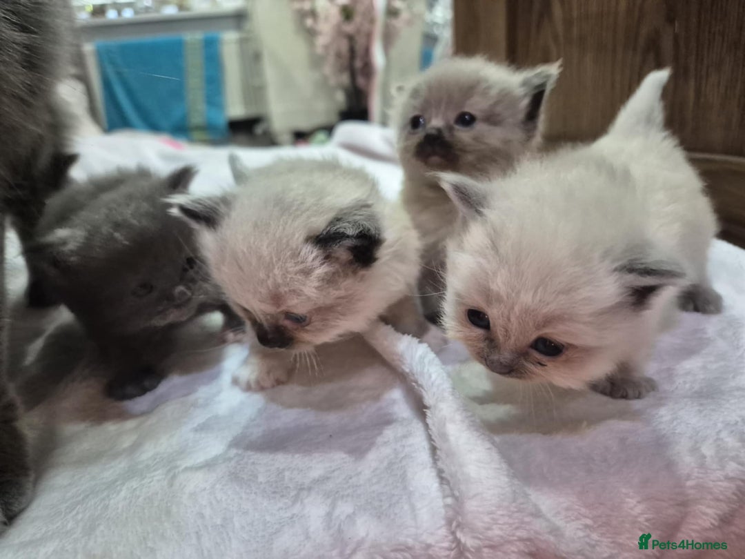 Ragdoll cats for sale: 4 ragdolls ready to leave now  - Image 19