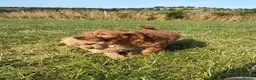 Cockapoo dogs for sale: Small F1b COCKAPOO Puppies (mini c/poo x toy poodl - Advert 15