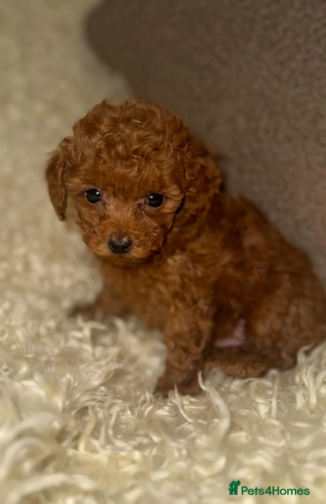 Toy Poodle dogs for sale: ❤️❤️Deep Red Petite KC Toy Poodles❤️❤️ - Advert 2