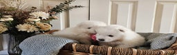 Samoyed dogs for sale: Outstanding Litter of Pedigree Samoyeds - Advert 15