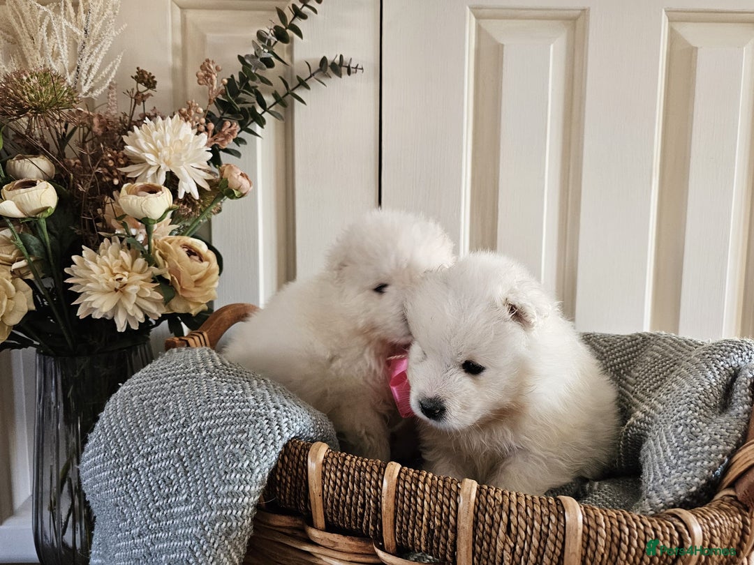 Samoyed dogs for sale: Outstanding Litter of Pedigree Samoyeds - Advert 15