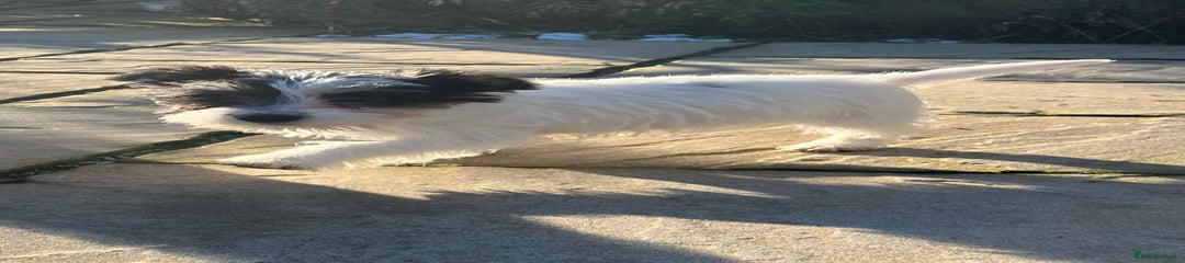 Jack Russell Puppy 1