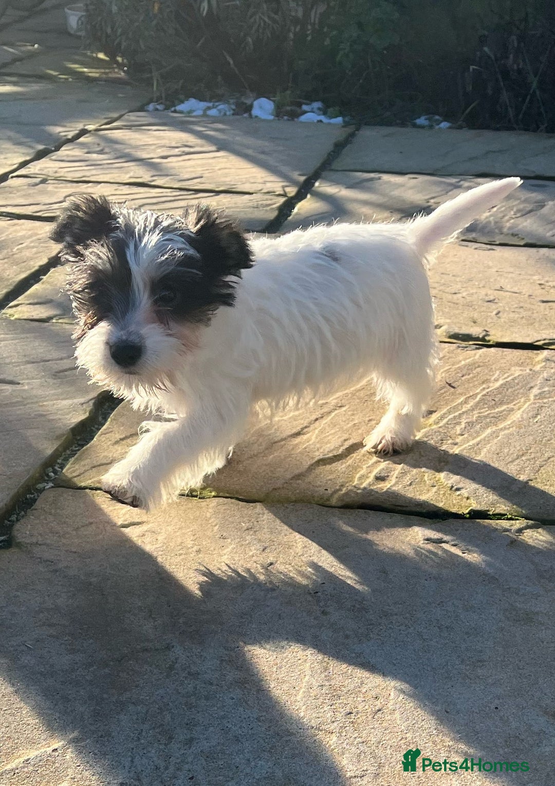 Jack Russell dogs for sale: Farm bred rough coated Jack Russell boy for sale - Advert 9