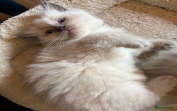 Ragdoll cats for sale: 3 Stunning Ragdoll boys - Image 5