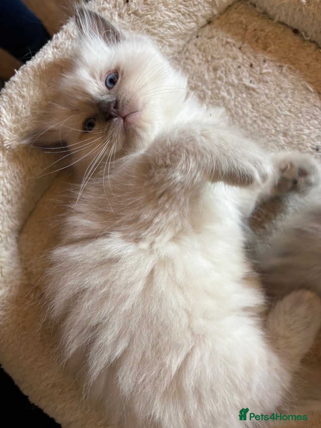 Ragdoll cats for sale: 3 Stunning Ragdoll boys - Image 5