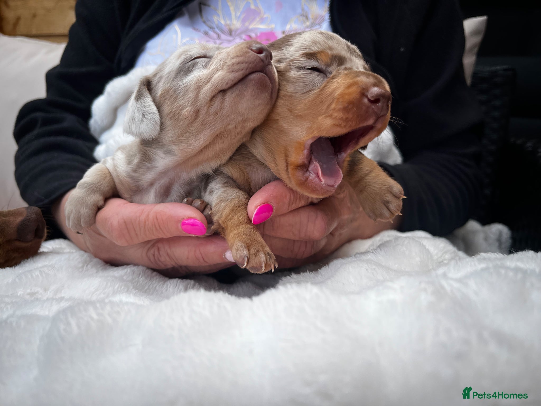 Miniature Dachshund dogs Miniature Dachshund Dapple Puppies  - Advert 3