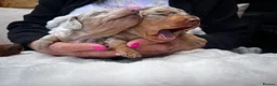 Miniature Dachshund dogs for sale: Miniature Dachshund Dapple Puppies  in Carluke - Advert 1