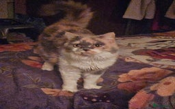 British Shorthair cats for sale: BRITISH SHORTHAIR/BRITISH LONGHAIR SISTERS  - Image 3