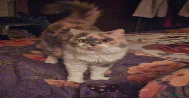 British Shorthair cats - Advert 1