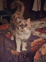British Shorthair cats - Advert 6