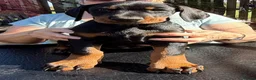 Dobermann dogs for sale: Stunning KC reg Doberman puppies  - Advert 6