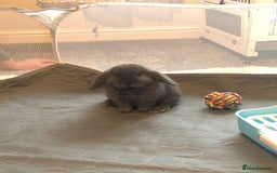 Mini Lop rabbits for adoption: Grey lop - Image 3