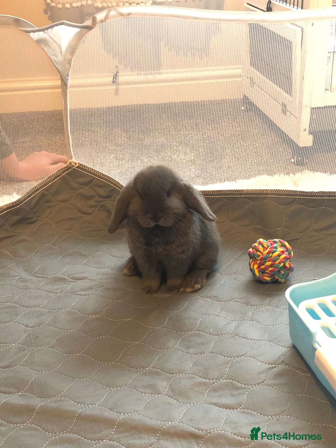 Mini Lop rabbits for adoption: Grey lop - Image 3