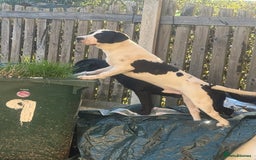 Mixed Breed dogs for sale: Patterdale cross springer cross boxer  - Image 4