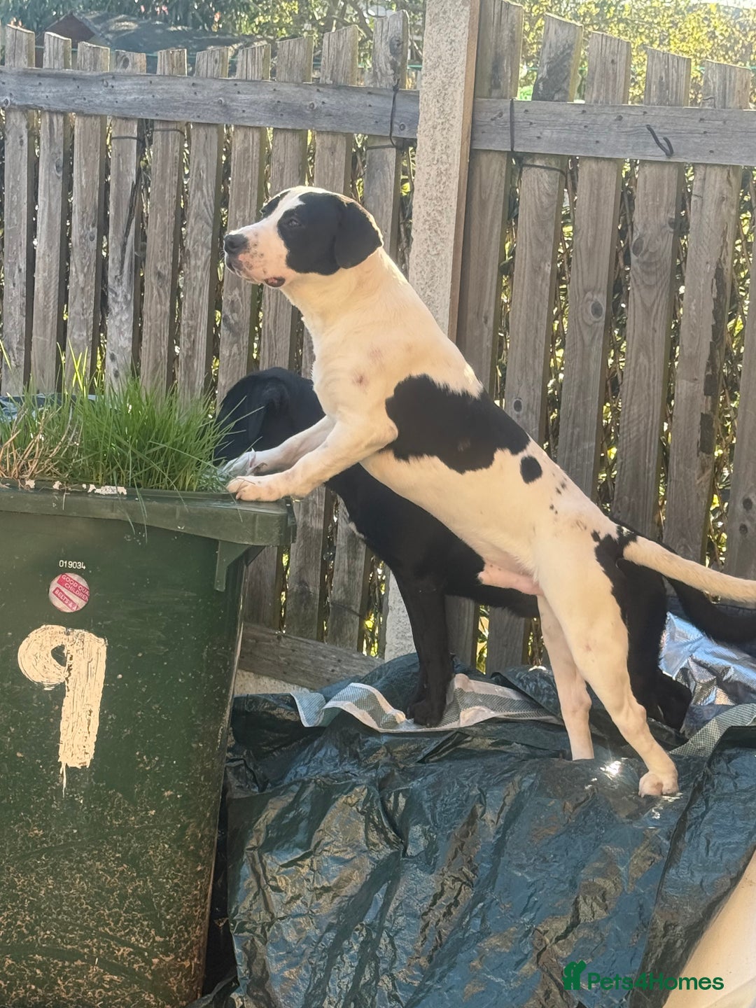 Mixed Breed dogs for sale: Patterdale cross springer cross boxer  - Image 4