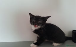 Domestic Shorthair cats for sale: 2 female kittens for sale - Image 6