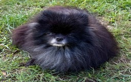 Pomeranian dogs for adoption: Hugo: The Little Dog Who Survived the Unthinkable - Image 2