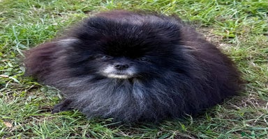 Pomeranian dogs - Advert 14