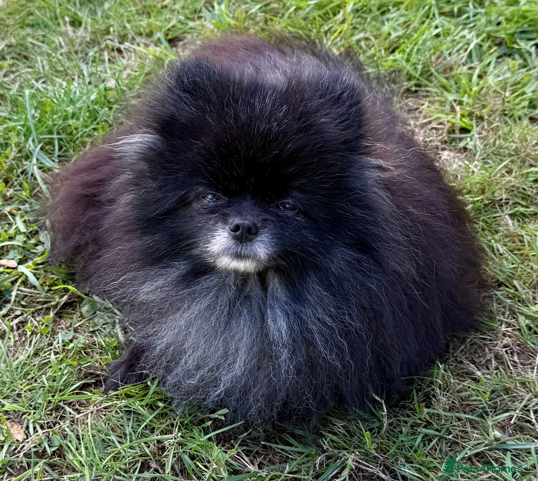 Pomeranian dogs for adoption: Hugo: The Little Dog Who Survived the Unthinkable - Image 2