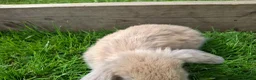 Mini Lop rabbits for sale: Friendly Baby Minilops - Advert 7