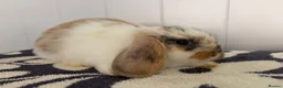 Mini Lop rabbits for sale: Beautiful fluffy mini lops  - Advert 6