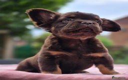 French Bulldog dogs for sale: Fluffy french bulldogs carrying Pink - Image 30