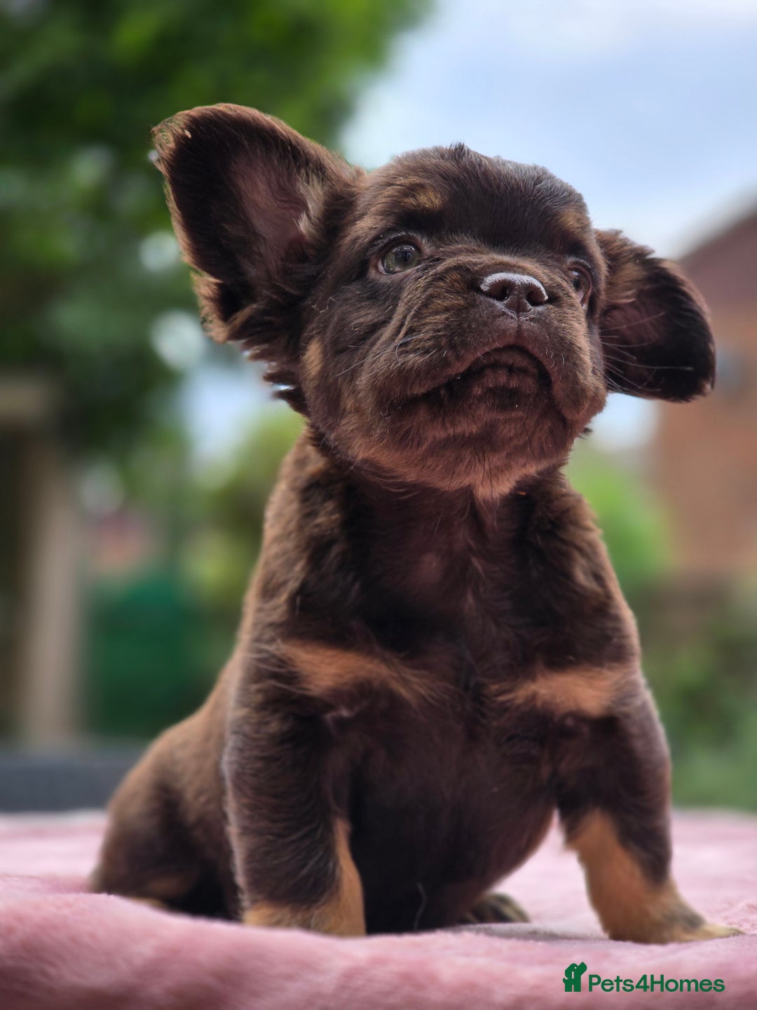 French Bulldog dogs for sale: Fluffy french bulldogs carrying Pink - Image 30