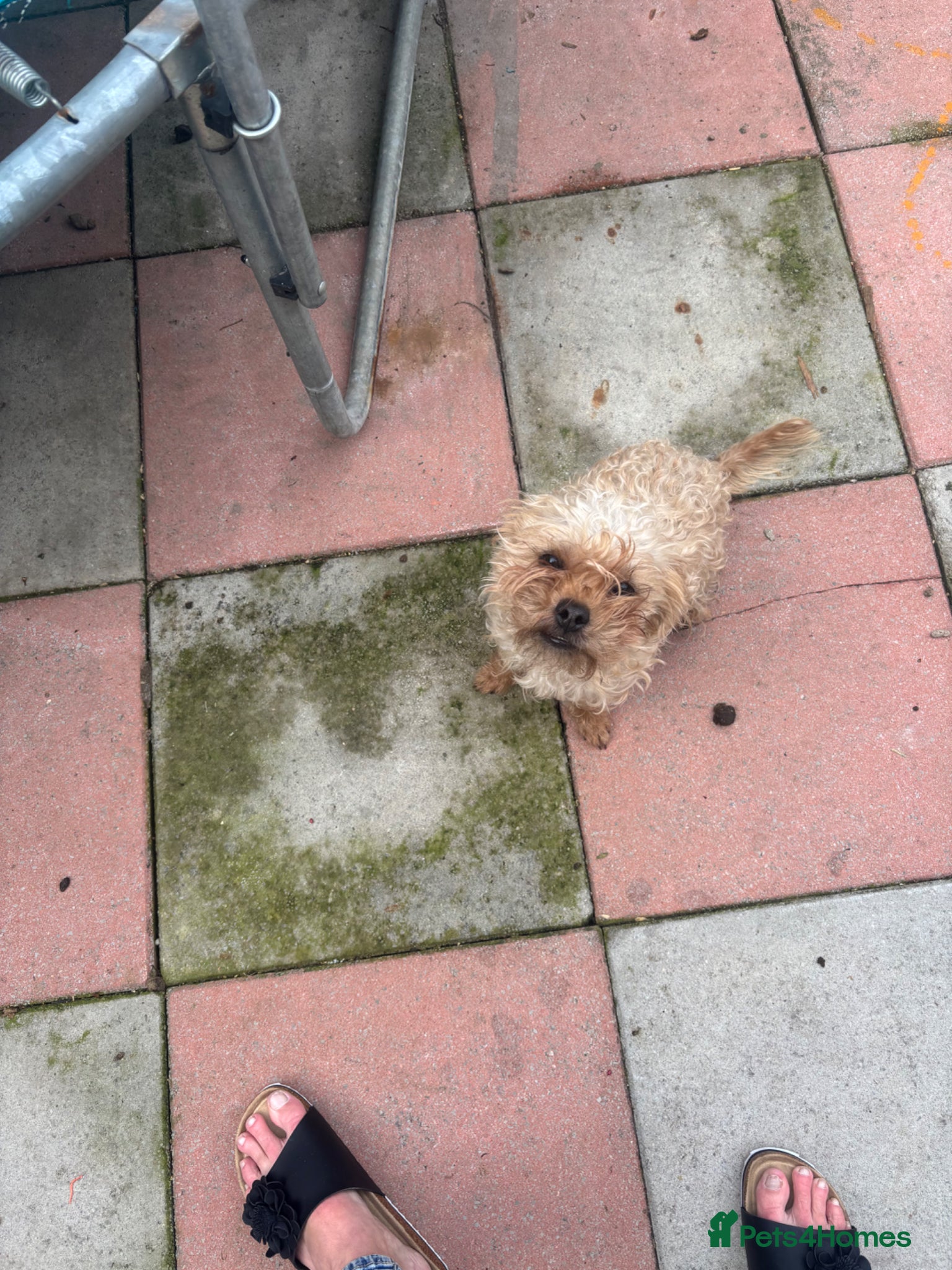 Mixed Breed dogs 2 little girls - Advert 2