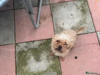 Mixed Breed dogs 2 little girls - Advert 2