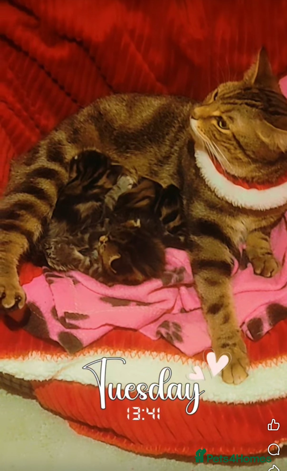 Mixed Breed cats Adorable tabby kittens  - Advert 1