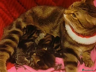 Mixed Breed cats Adorable tabby kittens - Advert 1