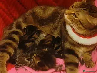 Mixed Breed cats Adorable tabby kittens - Advert 9
