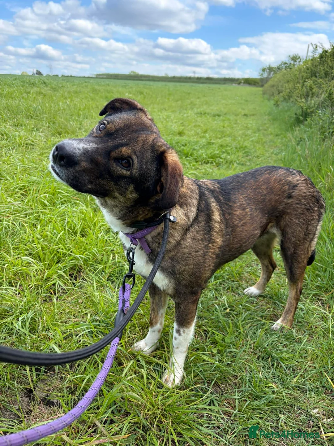 Mixed Breed dogs for adoption: BLOSSOM 🌸  - Advert 1